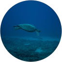 Chris T. profile picture